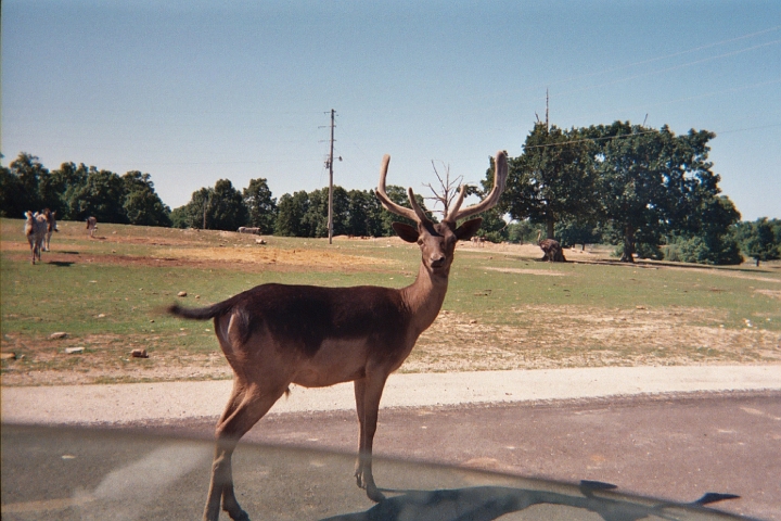 023_21A.JPG